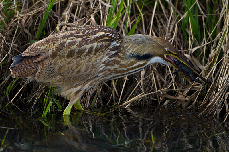 American Bittern Eating Frog